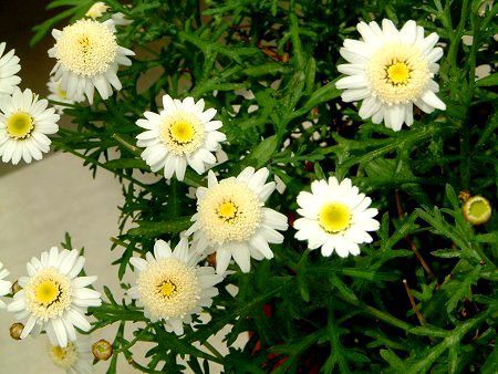 �}�[�K���b�g�E�X�C�[�g���b�v��(Marguerite 'Sweet Ripple')