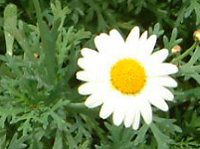 �}�[�K���b�g�E�T���f�[���b�v��(Marguerite 'Sunday Ripple')