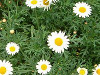�}�[�K���b�g�E�T���f�[���b�v��(Marguerite 'Sunday Ripple')