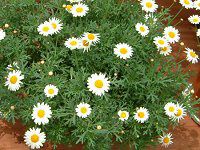 �}�[�K���b�g�E�T���f�[���b�v��(Marguerite 'Sunday Ripple')