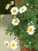 �}�[�K���b�g�E�T���f�[���b�v��(Marguerite 'Sunday Ripple')