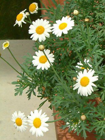 �}�[�K���b�g�E�T���f�[���b�v��
