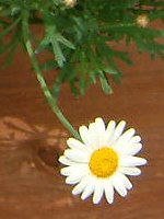 �}�[�K���b�g�E�T���f�[���b�v��(Marguerite 'Sunday Ripple')