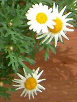 �}�[�K���b�g�E�T���f�[���b�v��(Marguerite 'Sunday Ripple')