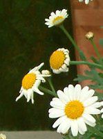 �}�[�K���b�g�E�T���f�[���b�v��(Marguerite 'Sunday Ripple')
