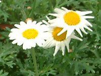 �}�[�K���b�g�E�T���f�[���b�v��(Marguerite 'Sunday Ripple')