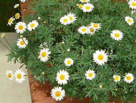 �}�[�K���b�g�E�T���f�[���b�v��(Marguerite 'Sunday Ripple')