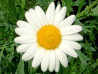 �}�[�K���b�g�E�T���f�[���b�v��