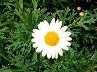 �}�[�K���b�g�E�T���f�[���b�v���iMarguerite 'Sunday Ripple'�j