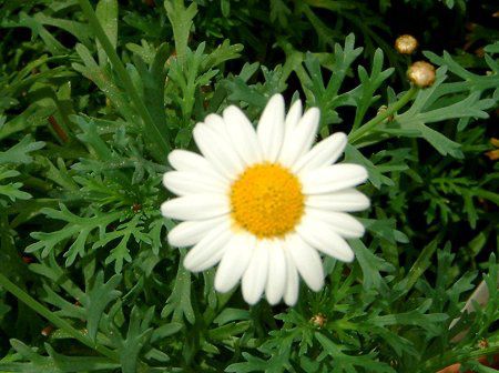 �}�[�K���b�g�E�T���f�[���b�v��(Marguerite 'Sunday Ripple')