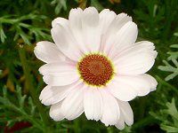 �}�[�K���b�g�N�C�[���}�C�X�iMarguerite 'Queen mise'�j