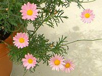 �}�[�K���b�g�E�G���W�F���}�C�X(Marguerite 'Angel mise'�j