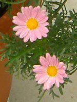 �}�[�K���b�g�E�G���W�F���}�C�X(Marguerite 'Angel mise'�j
