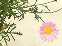 �}�[�K���b�g�E�G���W�F���}�C�X(Marguerite 'Angel mise'�j