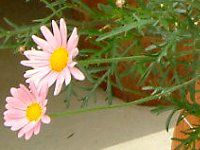 �}�[�K���b�g�E�G���W�F���}�C�X(Marguerite 'Angel mise'�j