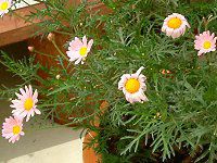�}�[�K���b�g�E�G���W�F���}�C�X