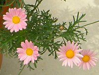 �}�[�K���b�g�E�G���W�F���}�C�X(Marguerite 'Angel mise'�j