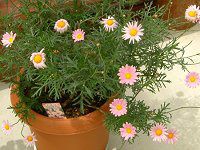 �}�[�K���b�g�E�G���W�F���}�C�X(Marguerite 'Angel mise'�j