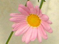 �}�[�K���b�g�E�G���W�F���}�C�X(Marguerite 'Angel mise'�j