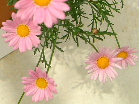 �}�[�K���b�g�G���W�F���}�C�X(Marguerite angel mise)