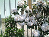�J���~�A(Kalmia)