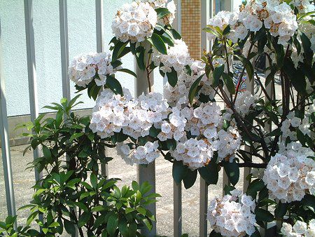 �J���~�A(Kalmia)