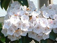 �J���~�A(Kalmia)