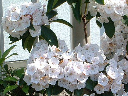 �J���~�A(Kalmia)