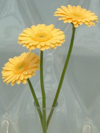�K�[�x�������F�i��