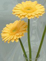 �K�[�x��(gerbera)