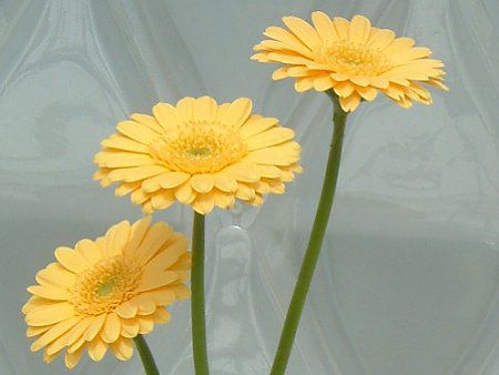 �K�[�x�������F�i��