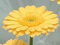 �K�[�x��(Gerbera)