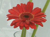 �K�[�x��(gerbera)