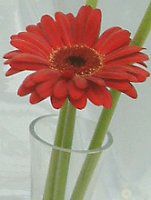 �K�[�x��(gerbera)