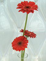 �K�[�x��(gerbera)