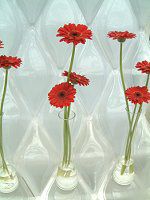 �K�[�x��(gerbera)