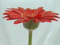 �K�[�x��(gerbera)