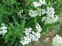 �����[(Yarrow)