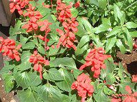 �T���r�A�E�X�v�����f���X(Salvia splendens)