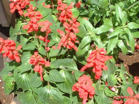 �T���r�A�E�X�v�����f���X(Salvia splendens)