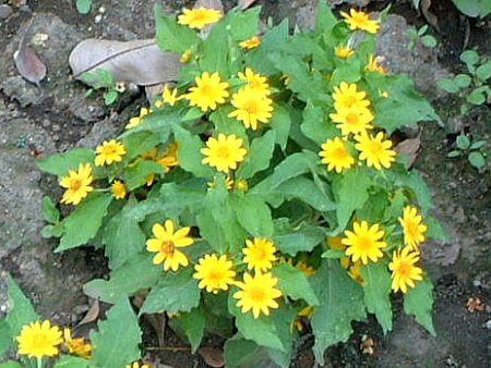 �������|�W�E��(Melampodium)
