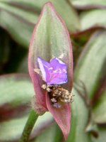 �g���f�B�X�J���e�B�A�E�[�u���i(Tradescantia zebrina)