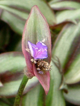 �g���f�B�X�J���e�B�A�E�[�u���i(Tradescantia zebrina)