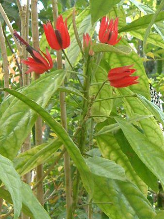 �p�{�j�A�E�C���e�����f�B�A�iPavonia intermedia�j