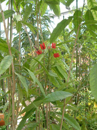 �p�{�j�A�E�C���e�����f�B�A�iPavonia intermedia�j