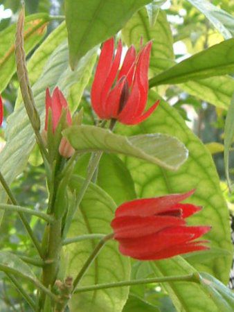 �p�{�j�A�E�C���e�����f�B�A�iPavonia intermedia�j