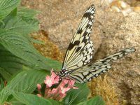 �y���^�X(Pentas)