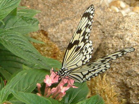 �y���^�X (Pentas)