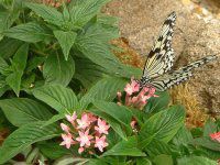 �y���^�X(Pentas)