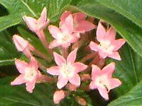 �y���^�X(Pentas)